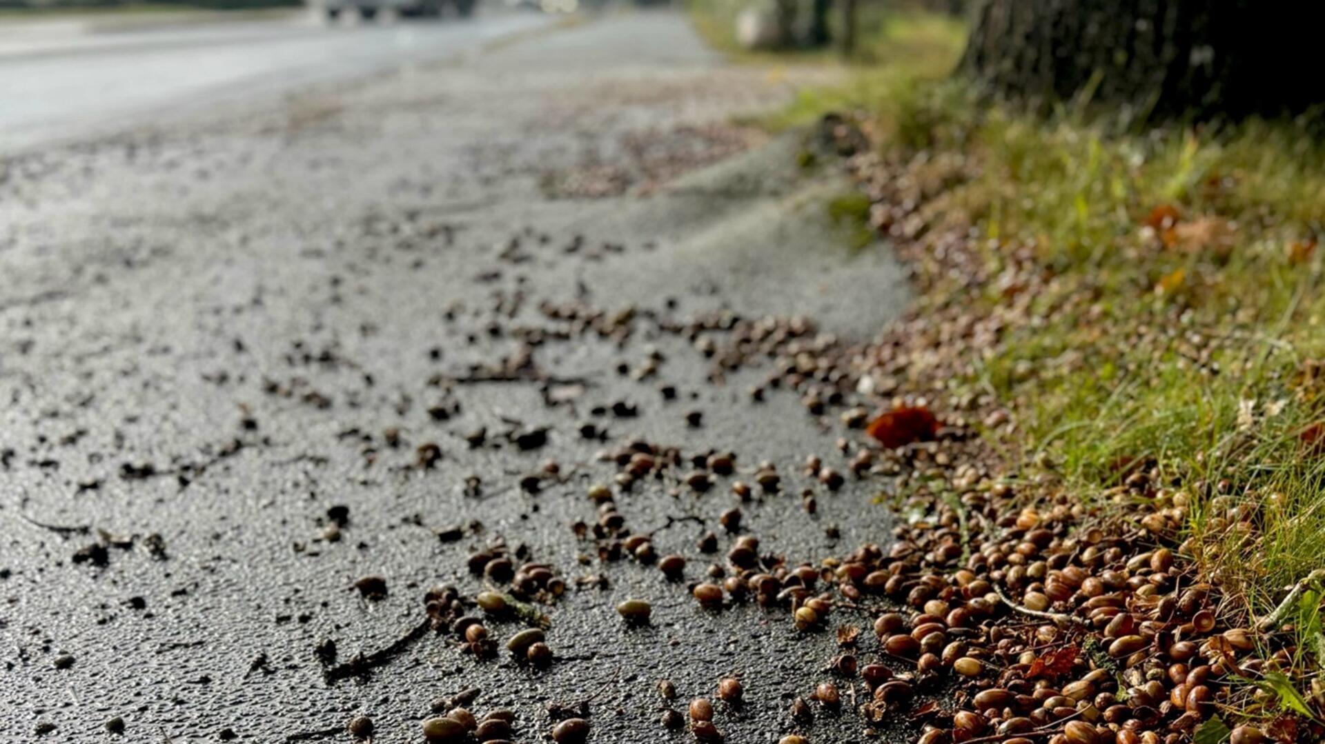 Vor allem nach dem Regen steigt die Ausrutschgefahr rasant an.