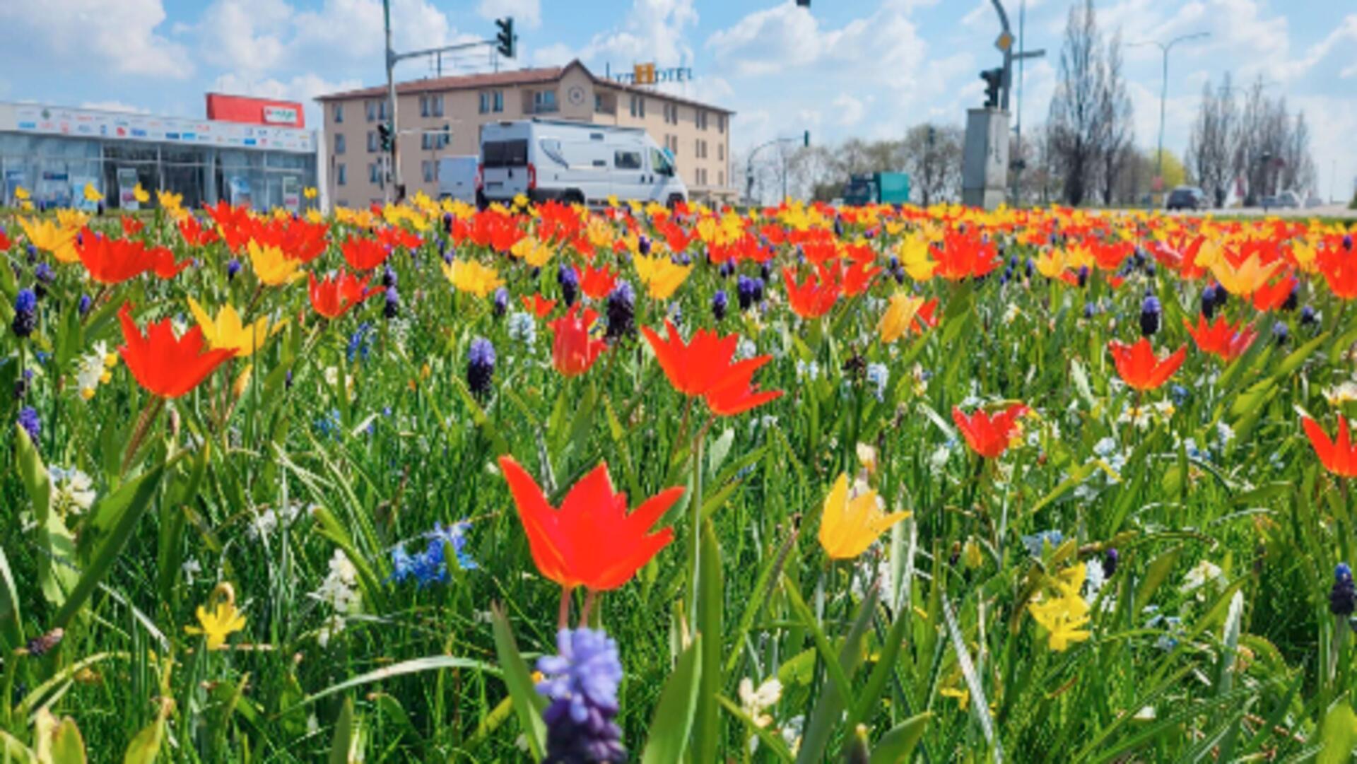 Blumenzwiebel-Pflanzung