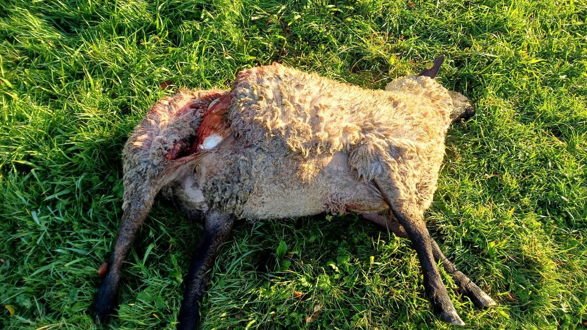 Vor wenigen Tagen hat Hobbyhalter Erhard Rosenhagen aus Cappel zwei seiner Schafe tot auf seiner Weide gefunden. Inzwischen hat der Wolfsberater der Landesjägerschaft bestätigt, dass es sich um einen Wolfsriss handelt.