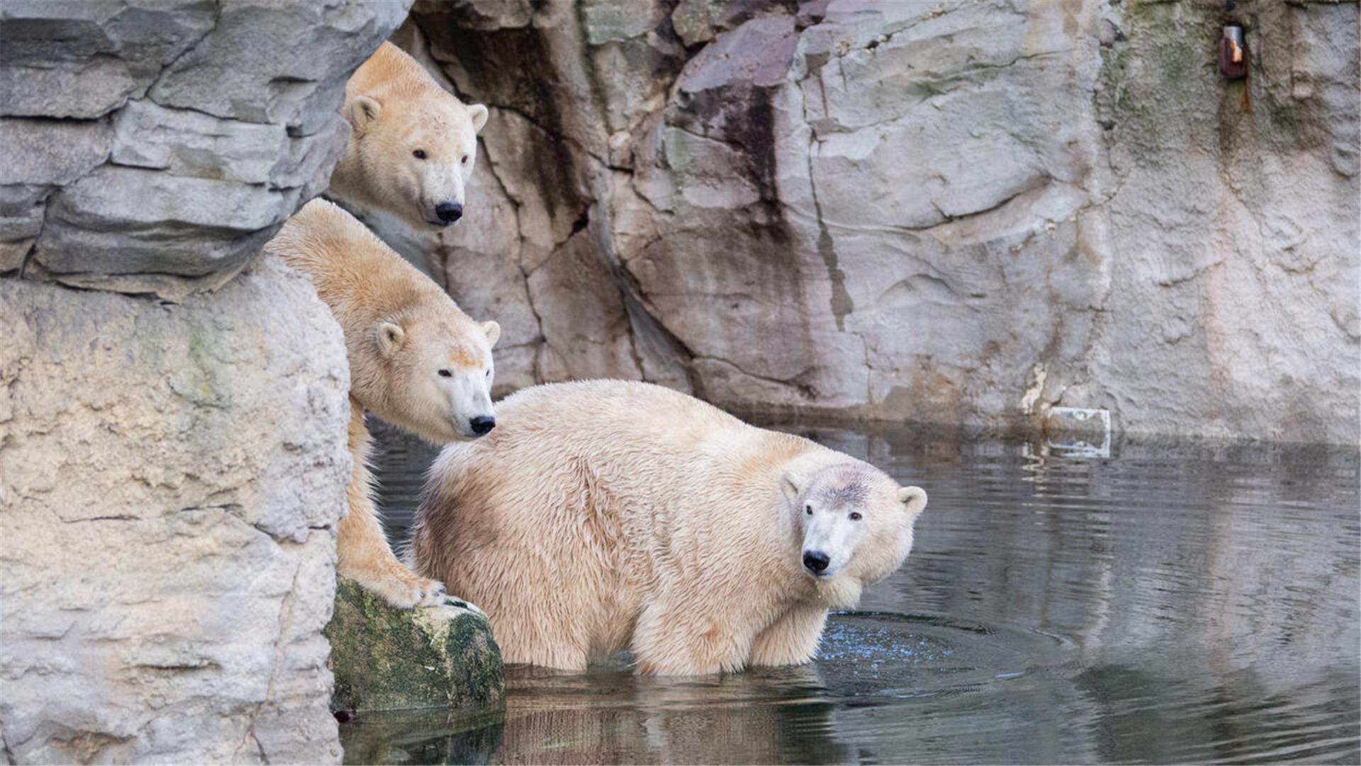 Während der Inventur im Januar noch glücklich vereint: das Eisbären-Trio.