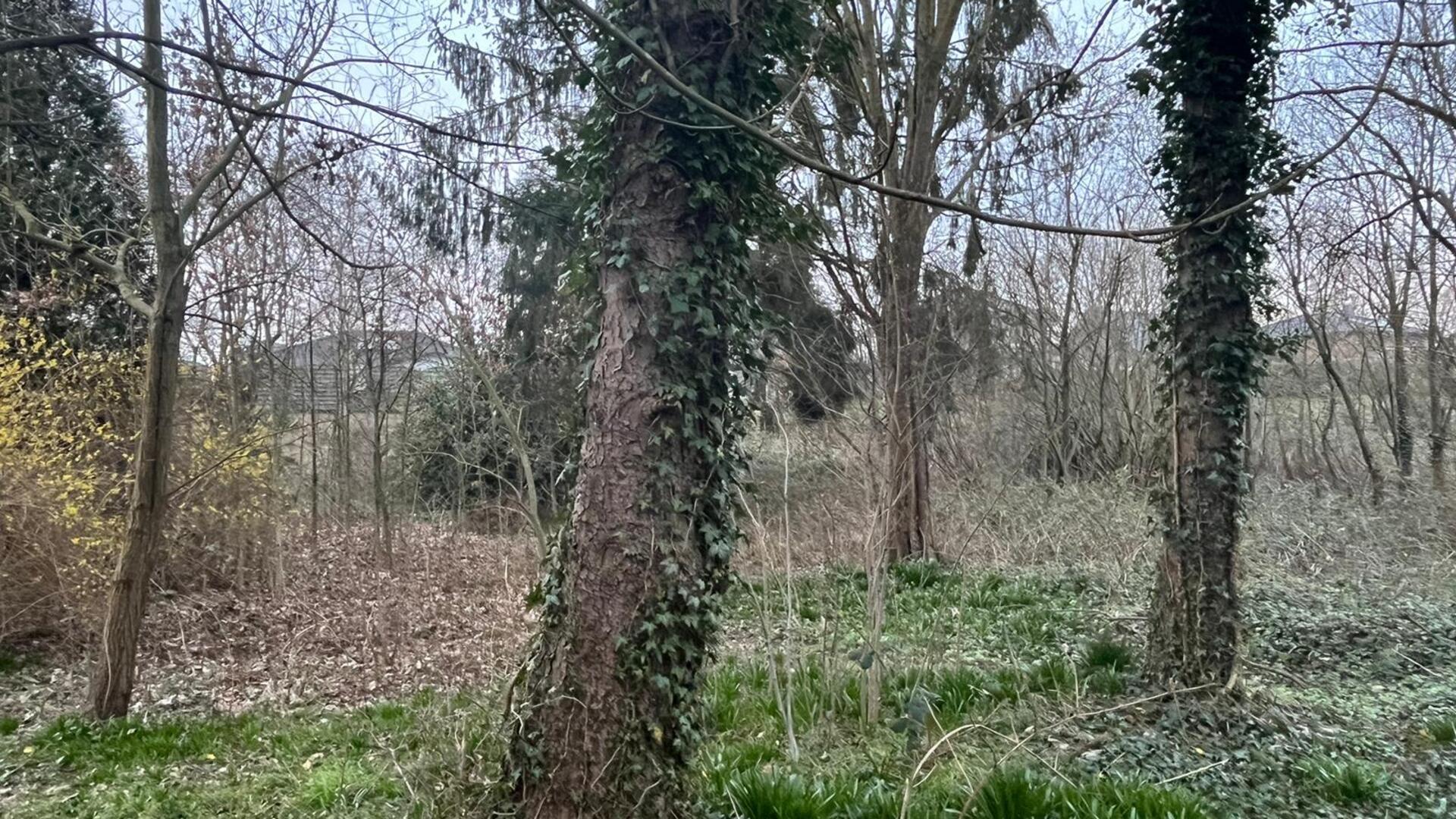 Wald an der Tarnowitzer Straße: Anwohner wehren sich gegen Reihenhäuser