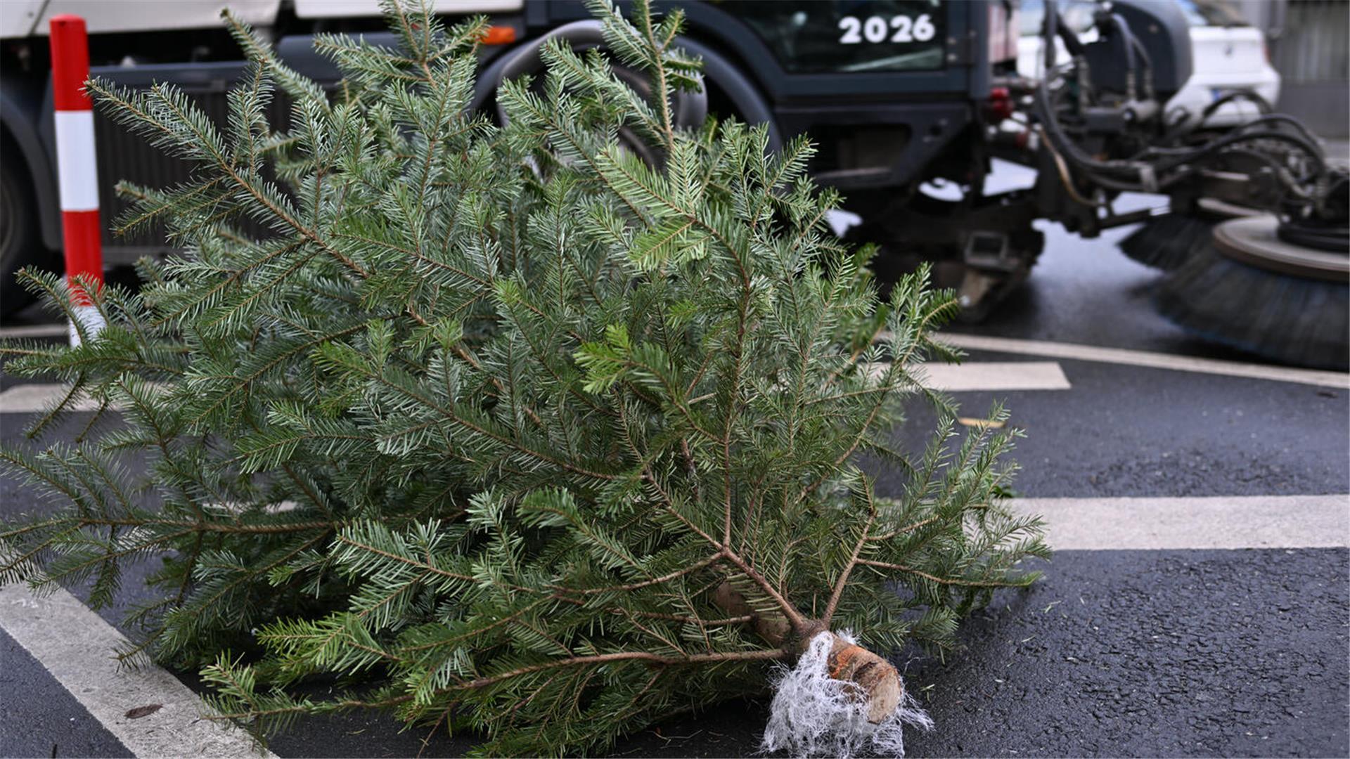 Weihnachten ist vorbei und die meisten Menschen machen sich spätestens jetzt Gedanken um die Entsorgung ihrer Tannenbäume. In Bremerhaven ist die BEG dafür zuständig.