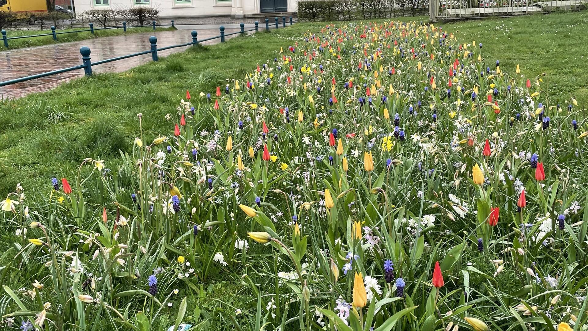 Wie hier an der Brookstraße in Lehe sorgen die vielen bunten Blüten für Frühlingsgefühle - selbst bei Schietwetter.