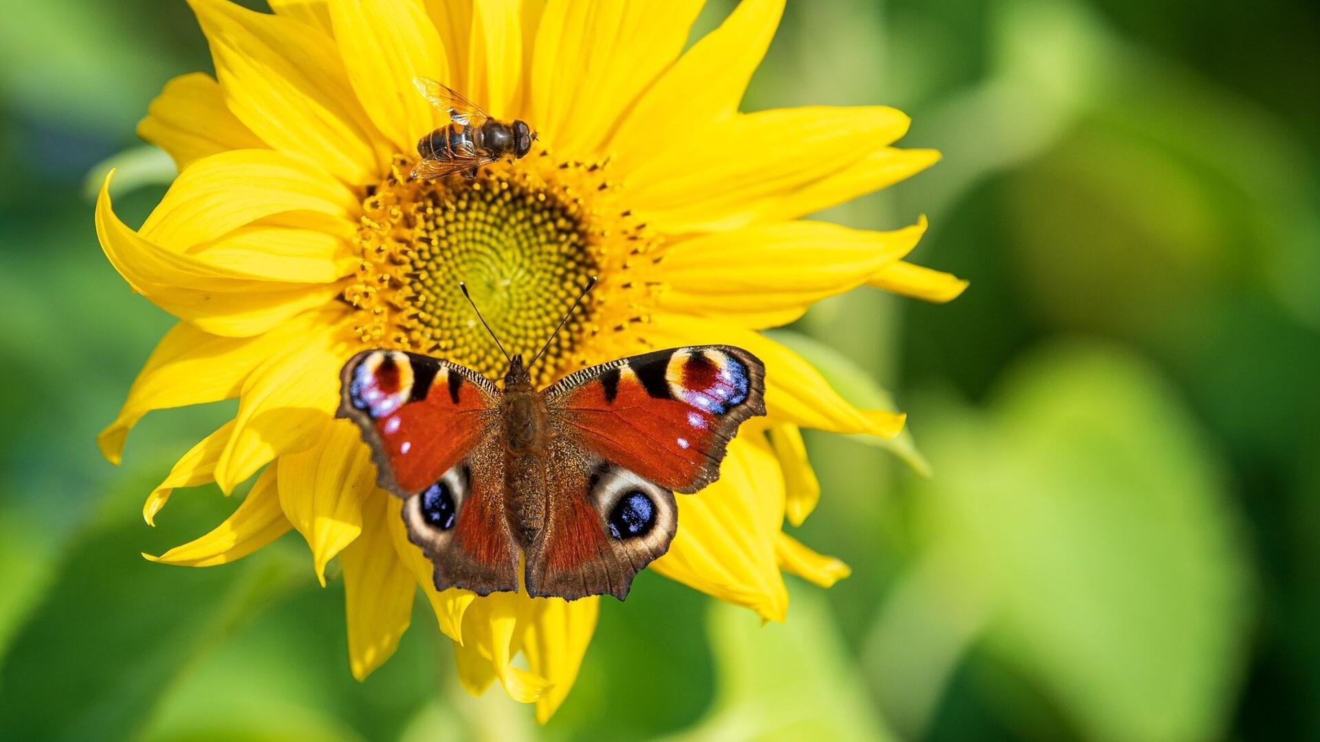 Wieviel Lebensraum für die Natur bietet ihr Firmengelände?