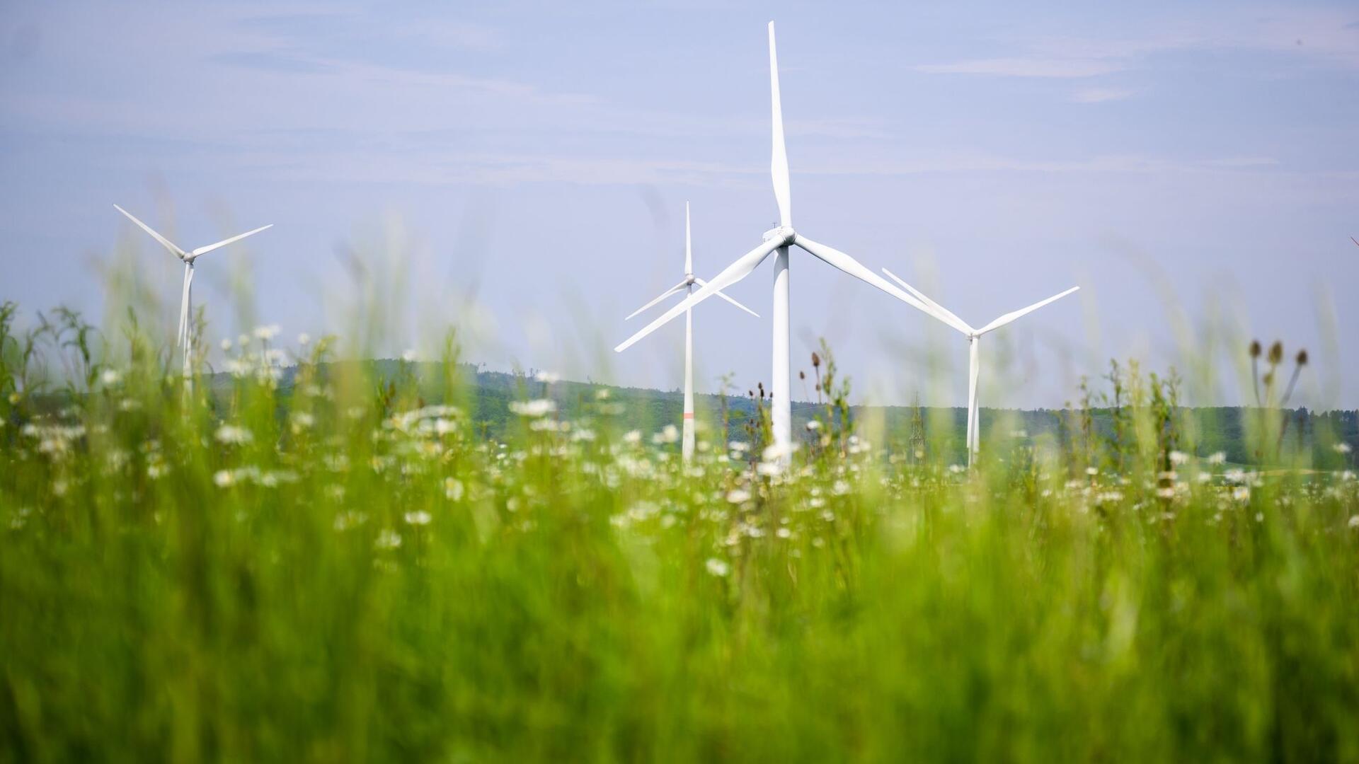 Windräder drehen sich auf einem Feld.