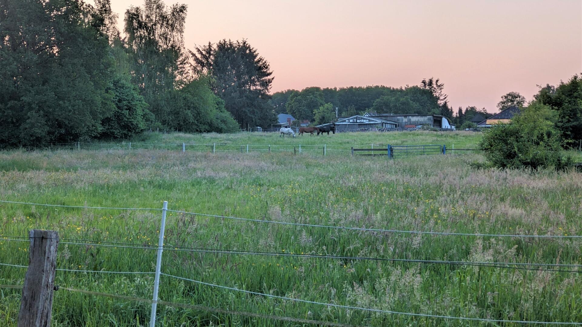 Wiesenfläche, mit Zäunen abgegrenzt, grasende Pferde