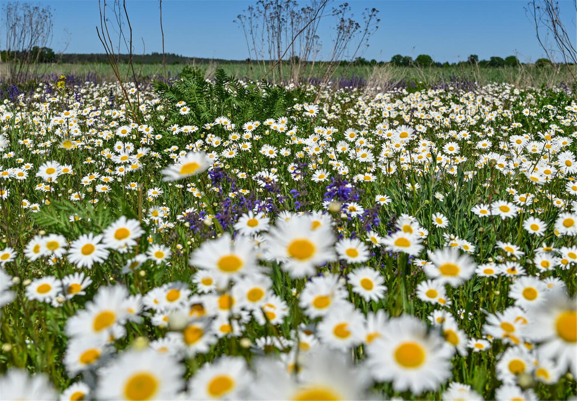 Eine blühende Wiese aus weißen Margeriten und lilafarbenem Wiesensalbei im Landkreis Oder-Spree im Osten von Brandenburg.