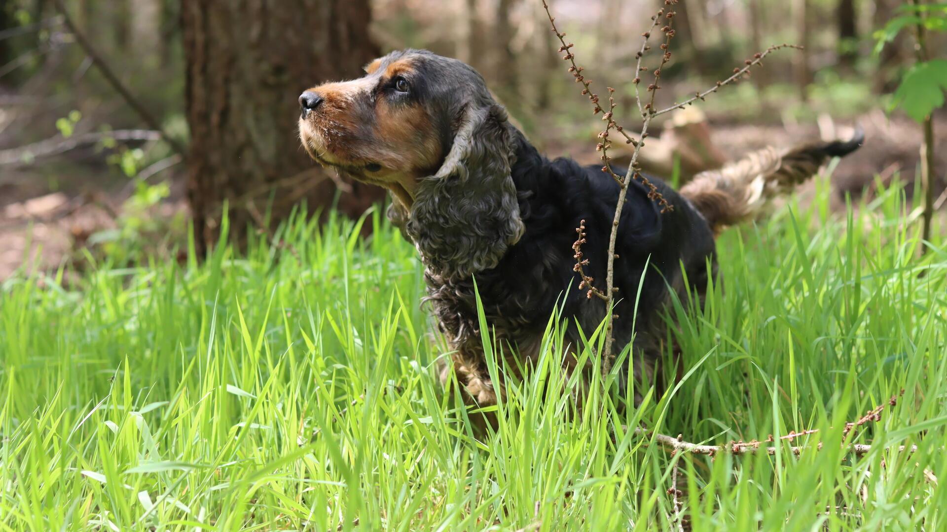 Ein Hund steht im hohen Gras.