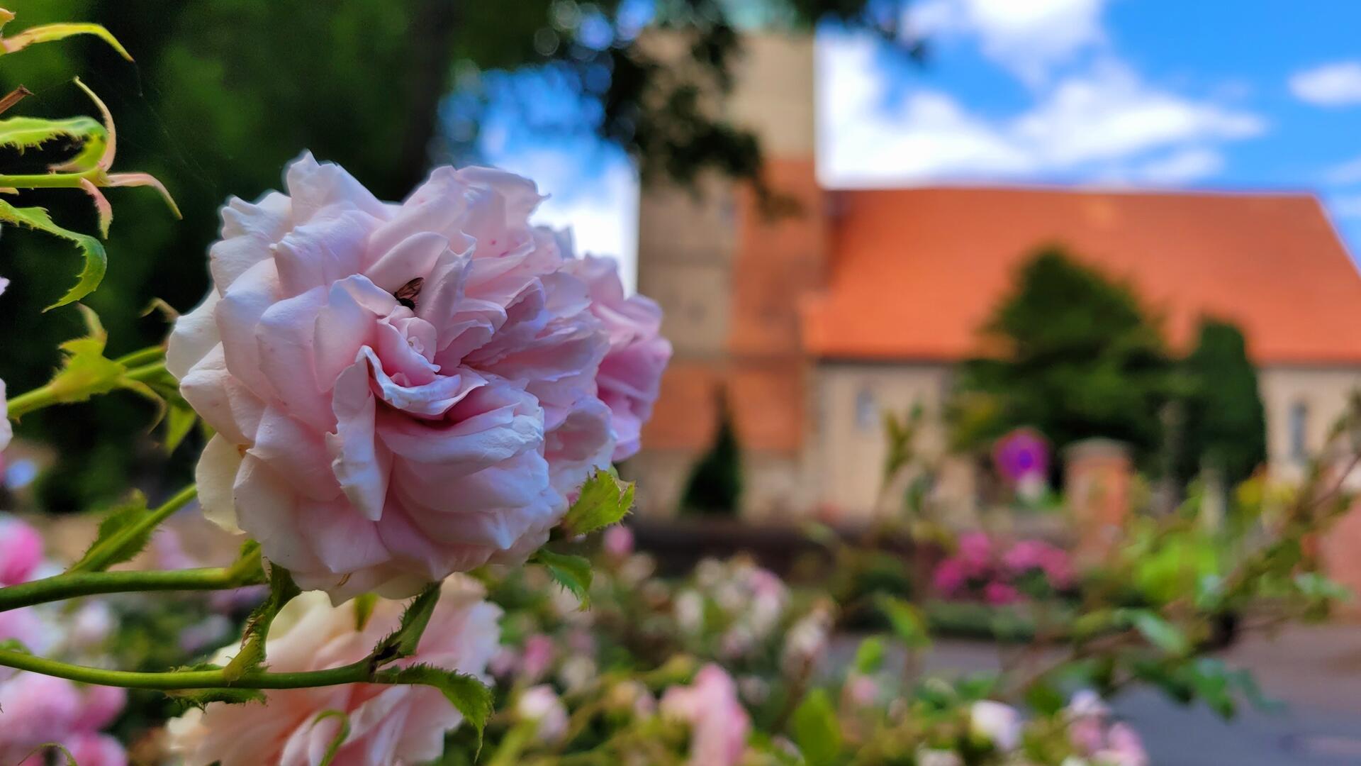 Wremen – hier mit Blick auf die St. Willehadi-Kirche – ist das Rosendorf an der Wurster Nordseeküste.