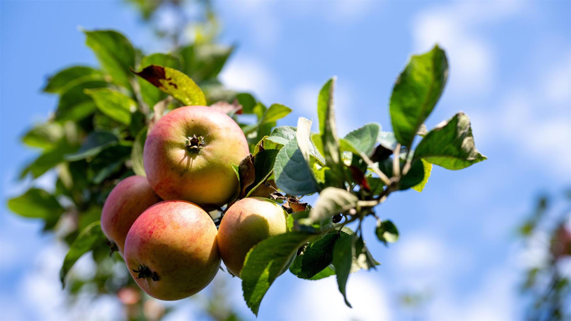 Äpfel hängen an einem Ast. 