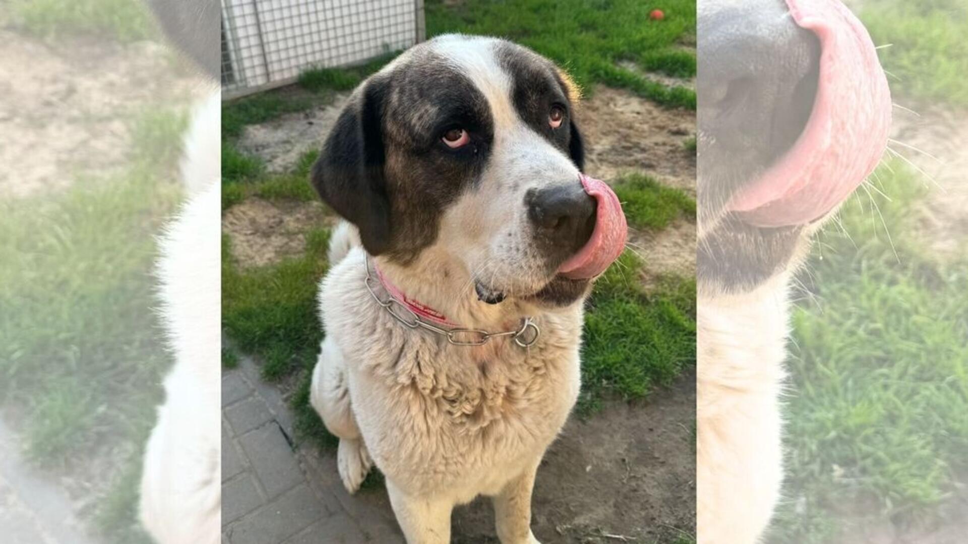 Zeus, der große und freundliche Herdenschutzhund, sucht ein liebevolles Zuhause.