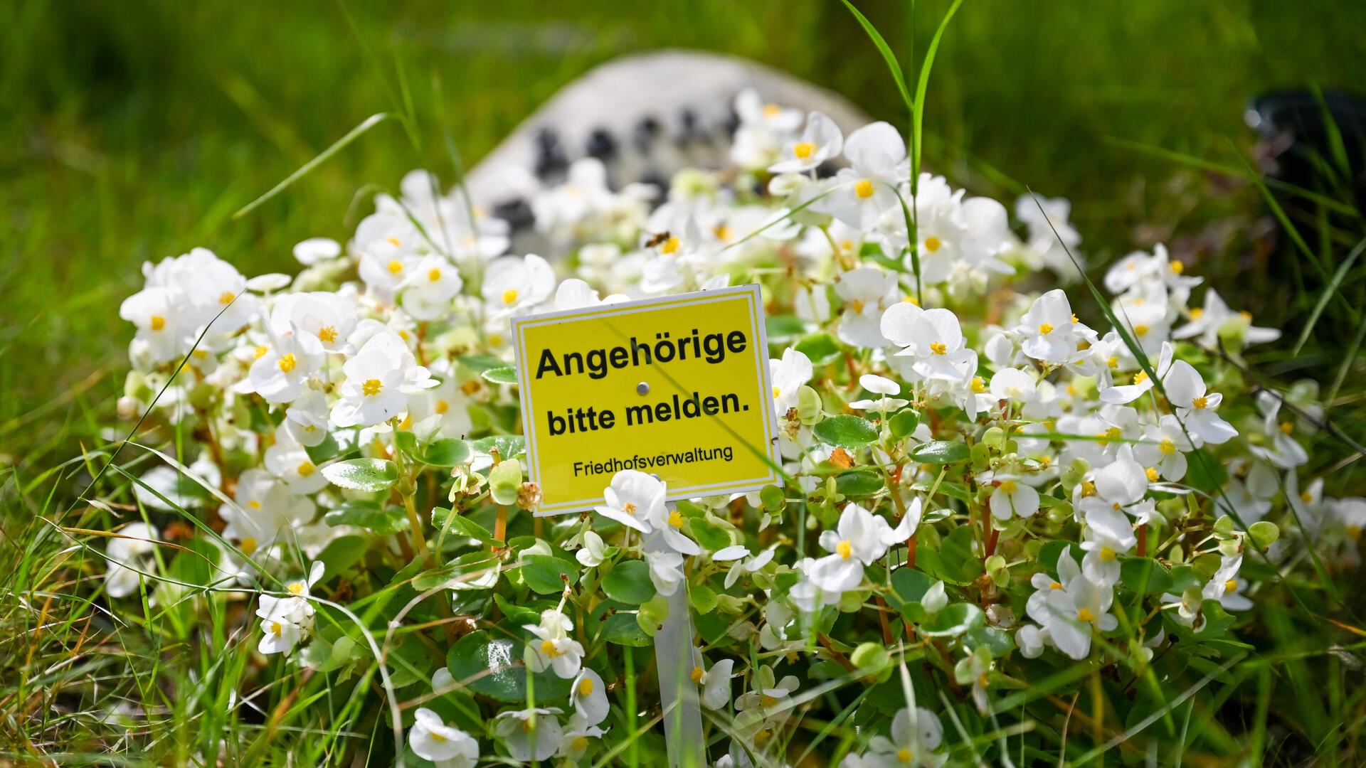 Zuviel der Pflege - im Friedwäldchen dürften nicht einmal ein paar Eisbegonien stehen. Angehörige fühlen sich falsch informiert. 